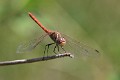 J15B0254 Sympetrum sinaiticum male